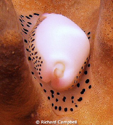 soft touch--Sealife DC1000...i do not the name.? if someo... by Richard Campbell 
